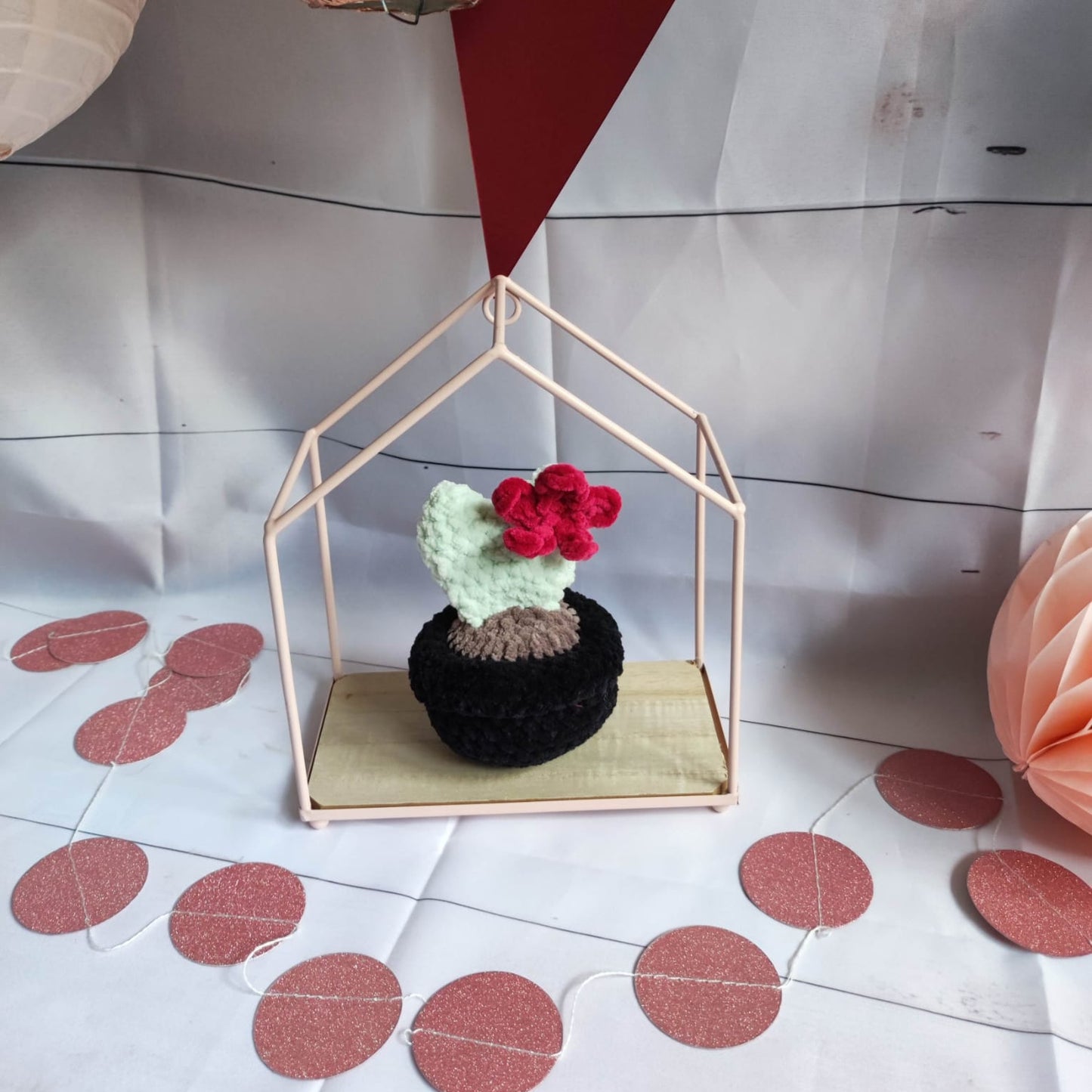plante cactus