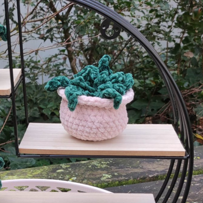 plante agave rose